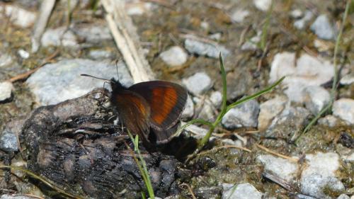 Erebia mnestra